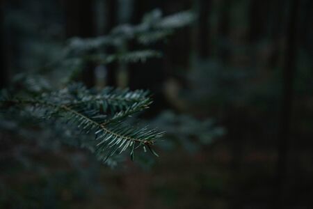 Green prickly branches of fur or pine in a coniferous forest with place for text.の写真素材