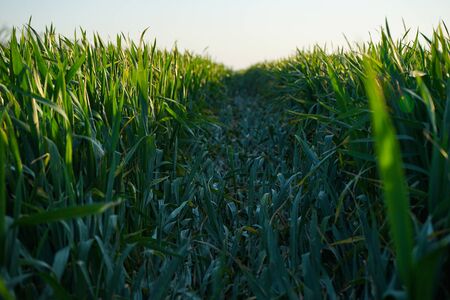 Close-up. Traces of wheels in a green grain field.の写真素材