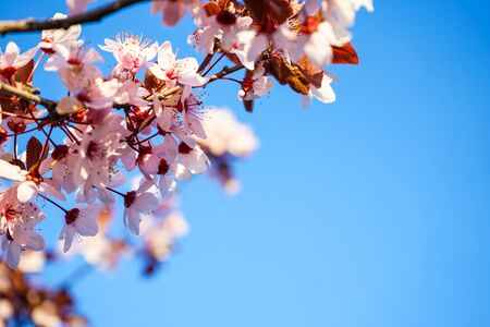 Cherry tree blossom flowers at spring over blue natural sky background, pink flowers, close-up. Space for textの写真素材