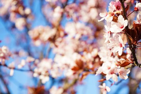 Cherry tree blossom flowers at spring over blue sky background. Close-up