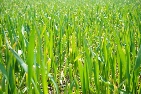 Young green wheat grows in the soil. Wheat seedlings growing in the field. Close-up.の写真素材