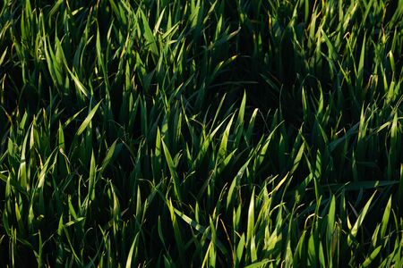 A field of young wheat. Fresh, young green grass close-up.