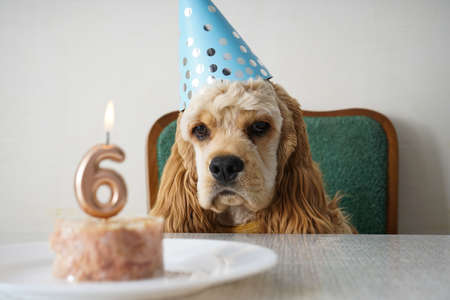 American Cocker Spaniel dog birthday and holiday treat.の写真素材