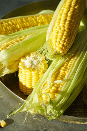 Ripe ears of corn in a copper tray on a gray background, vertical.