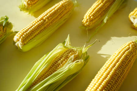Ripe ears of corn on a yellow background.の写真素材