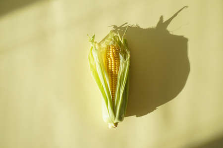 Ripe ears of corn on a yellow background, flat lay.の写真素材