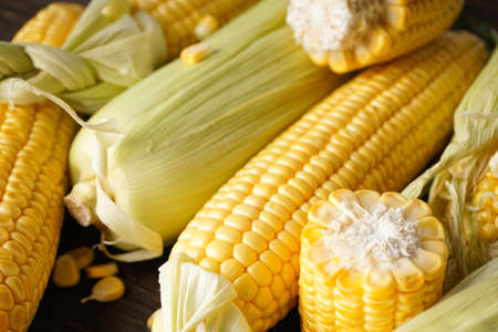 Ripe ears of corn, horizontal. Close-up.