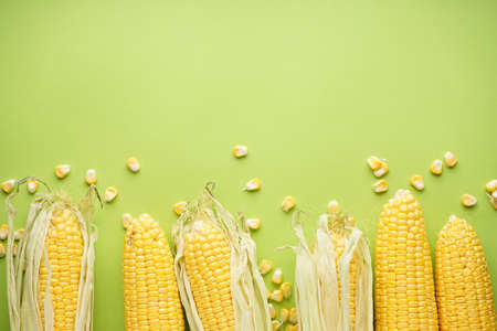 Ripe ears of corn on a green background, place for text. Top view.
