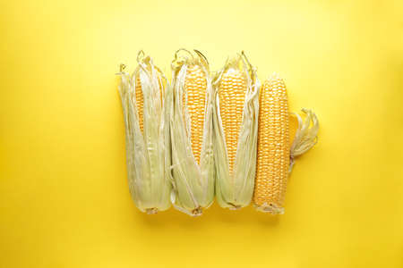 Ripe ears of corn on a yellow background, top view.の写真素材