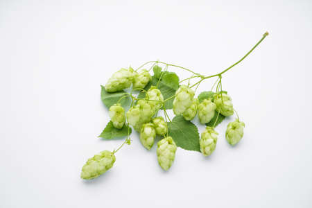 Hops branch isolated on white background