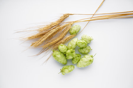 Hops and branches of wheat isolated on white, top view
