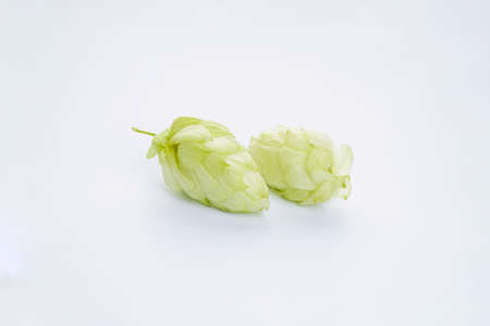 Ripe green hops on a white background.