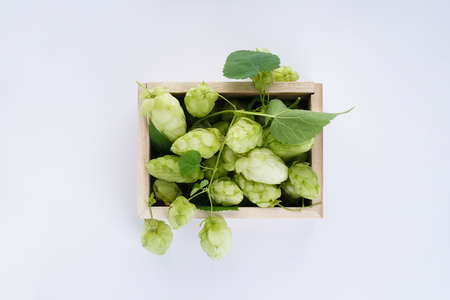 Fresh hops in a wooden box on a white background, flat lay.