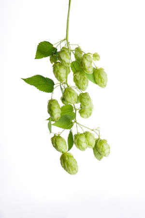 Hops isolated on white background