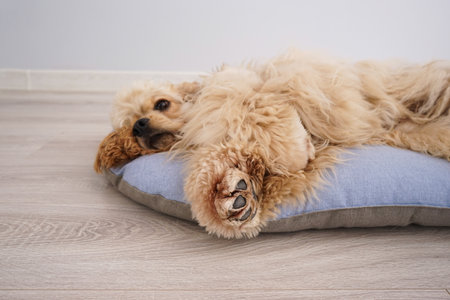 Cocker Spaniel puppy resting on his new dog bed. Close-up