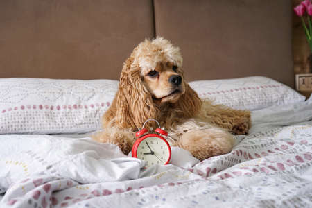 Young american cocker spaniel on bed with alarm clock. Interior living room.の写真素材