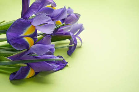 Spring flowers Irises on light green background with space for text. Close-up.の写真素材