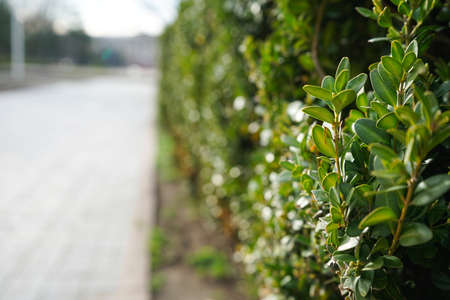 Close up, view of boxwood bushes with green foliage and sunlight background. Close-up.の写真素材