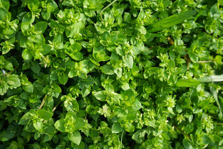 Green grass texture background. View from above.