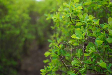 Light green bush texture. Vibrant bush texture. Green shrub in the garden for background.