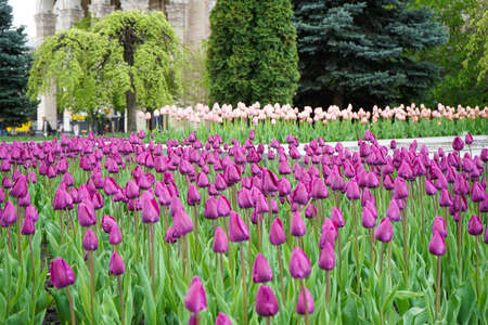 Floral background. Purple blooming tulips in flower bed.の写真素材