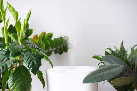 Modern humidifier and houseplant against color background. Place for text.の写真素材