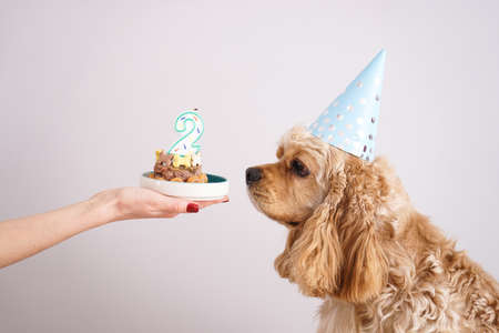dog birthday. American Cocker Spaniel and holiday treat.の写真素材