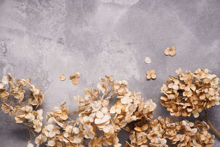 Hydrangea, hortesia dried flowers on a gray background, space for text, top view. close-up.の写真素材