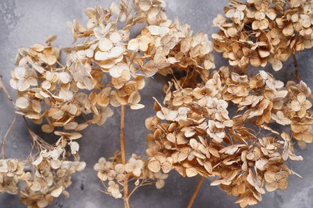Hydrangea, hortesia dried flowers on a gray background, top view. closeup.の写真素材