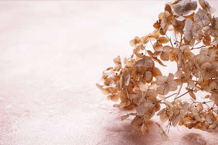 Hydrangea, hortesia dried flowers with space for text. Pastel, natural colors. vintage style.