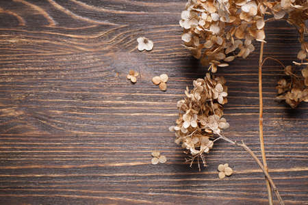 Hydrangea, hortesia dried flowers on a wooden background with space for text, top view. vintage style.の写真素材