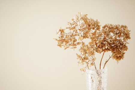 Hydrangea, hortesia dried flowers with space for text. Pastel, natural colors. vintage style.の写真素材