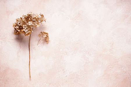 Hydrangea, hortesia dried flowers with space for text, top view. Pastel, natural colors. vintage...