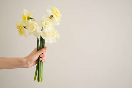 Beautiful bouquet of fresh yellow flowers of daffodils in the hand of a young woman on a gray background with space for text.の写真素材