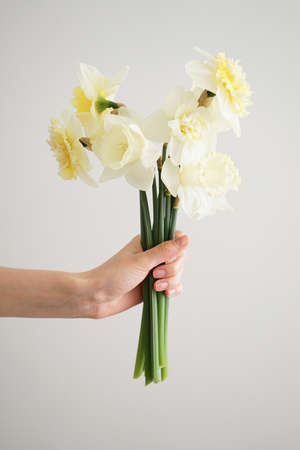 Beautiful bouquet of fresh yellow flowers of daffodils in the hand of a young woman on a white background, close-up. vertically.の写真素材
