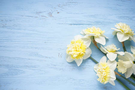 Daffodil flowers on blue wooden background with space for text, top view.の写真素材