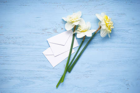 Daffodil flowers and a white envelopes on blue wooden background, top view.の写真素材