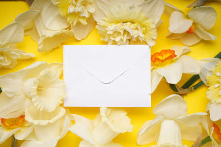 Daffodil flowers and a white envelopes on yellow background. top view.