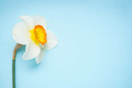 Yellow daffodil flower on a blue background, place for text, top view.の写真素材