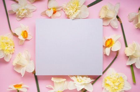 Daffodil flowers and a white envelopes on pink background, space for text. top view.の写真素材