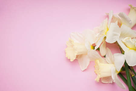 Yellow daffodil flowers on a pink background, place for text. flat lay.の写真素材