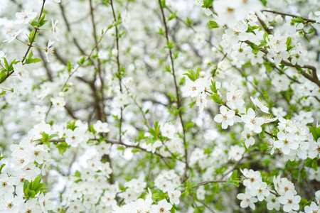 Blossoming cherry background. Close up of cherry blossoms.