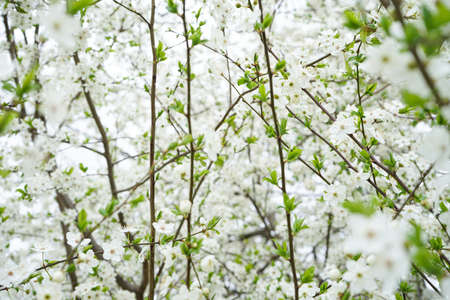 Blossoming cherry background. Close up of cherry blossoms.の写真素材