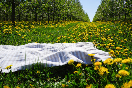Blossoming apple orchard in spring. Dandelion field in apple orchard and picnic mat.の写真素材