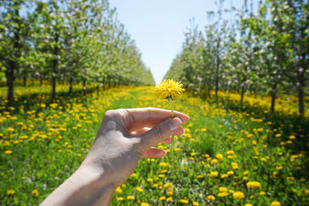 Dandelion flower in a young female hand on a background of greenery. Blossoming apple orchard in...