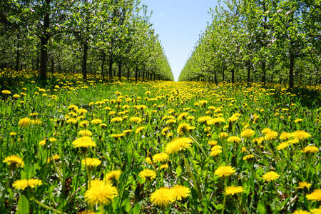 Blossoming apple orchard in spring. Apple orchard garden in springtime with beautiful field of...