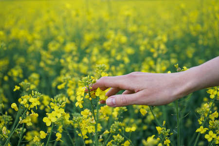 Female hand touching blooming rapeseed crops in field, nature background.の写真素材