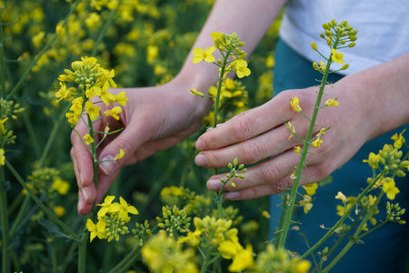 Hands of a young woman in a field of flowering rapeseed, touch flowers, close-up.の写真素材