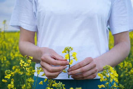 Female hand touching blooming rapeseed crops in field. nature background.の写真素材