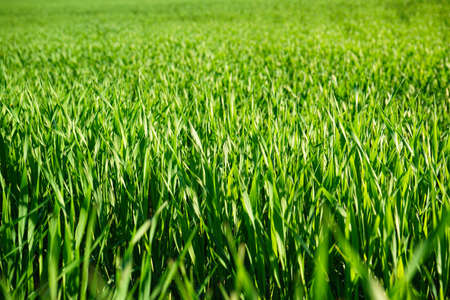 Young wheat seedlings growing in a field. close-up.の写真素材